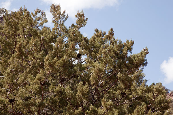Arizona Cypress, Cupressus arizonica 
