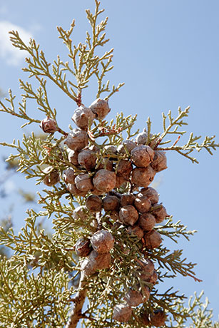 Arizona Cypress, Cupressus arizonica 