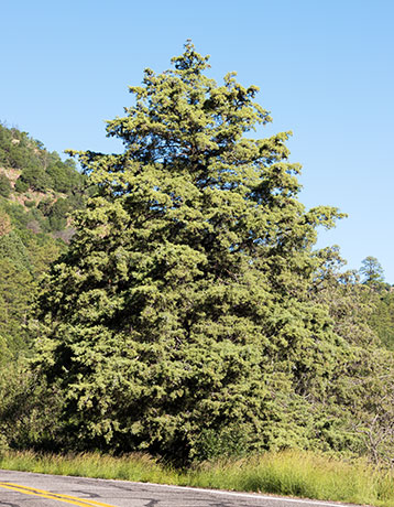 Arizona Cypress, Cupressus arizonica 