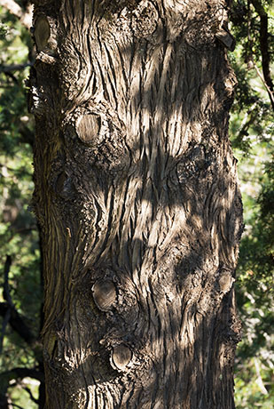 Arizona Cypress, Cupressus arizonica 
