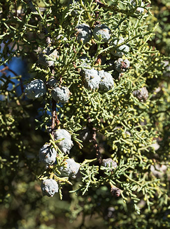 Arizona Cypress, Cupressus arizonica 