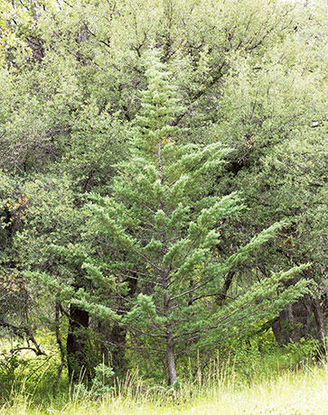 Arizona Cypress, Cupressus arizonica 