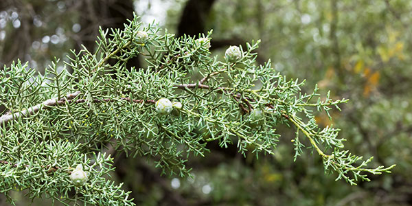 Arizona Cypress, Cupressus arizonica 