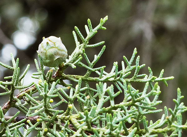 Arizona Cypress, Cupressus arizonica 