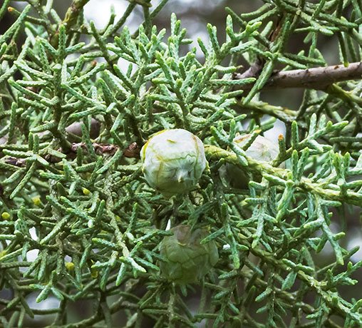 Arizona Cypress, Cupressus arizonica 