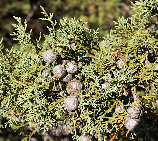 Arizona Cypress, Cupressus arizonica 