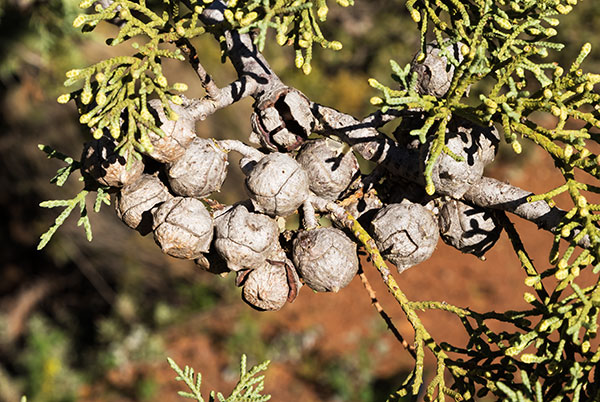 Arizona Cypress, Cupressus arizonica 