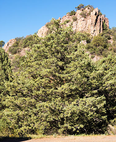 Arizona Cypress, Cupressus arizonica 