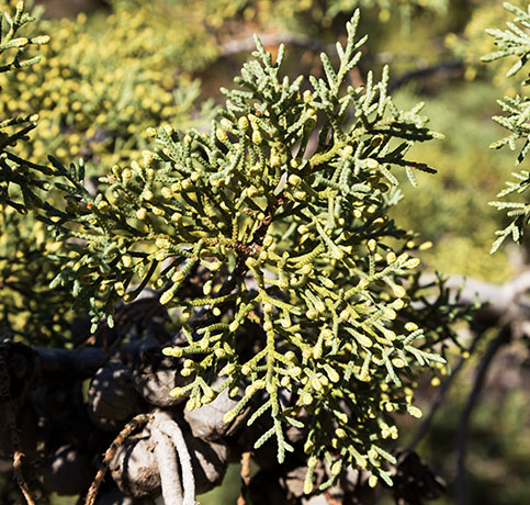 Arizona Cypress, Cupressus arizonica 