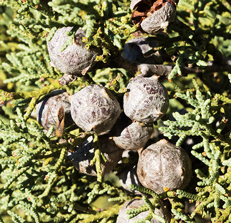Arizona Cypress, Cupressus arizonica 
