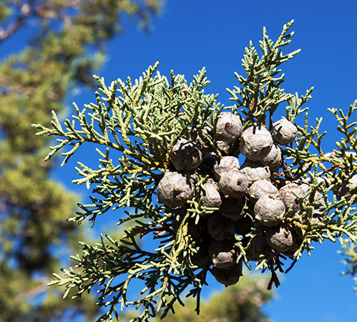 Arizona Cypress, Cupressus arizonica 