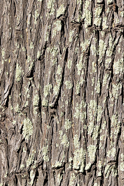 Arizona Cypress, Cupressus arizonica 