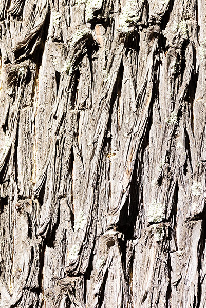 Arizona Cypress, Cupressus arizonica 