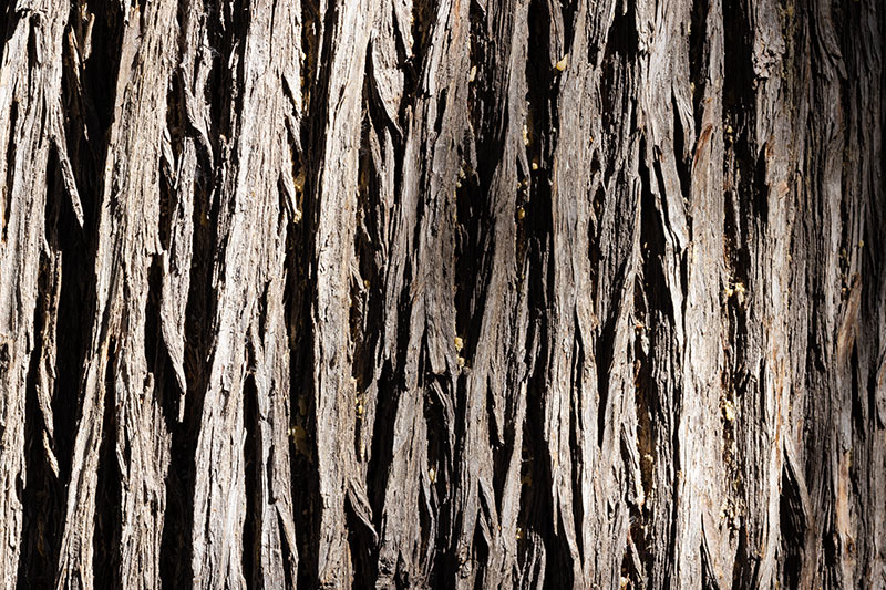 Arizona Cypress, Cupressus arizonica 