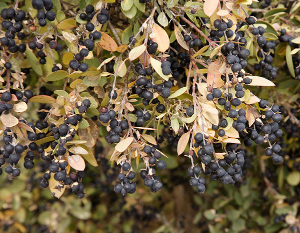 Wright's Silktassel Fruits Garrya wrightii 