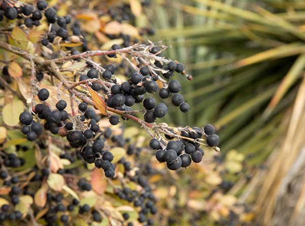 Wright's Silktassel Fruits Garrya wrightii 