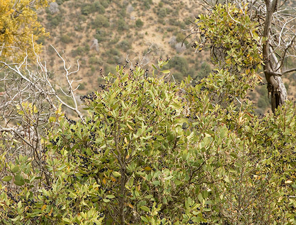 Wright's Silktassel Fruits Garrya wrightii 