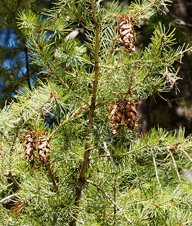 Rocky Mountain Douglas-fir Pseudotsuga menziesii var. glauca