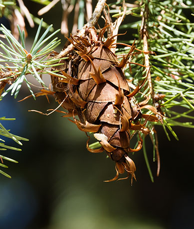 Rocky Mountain Douglas-fir Pseudotsuga menziesii var. glauca