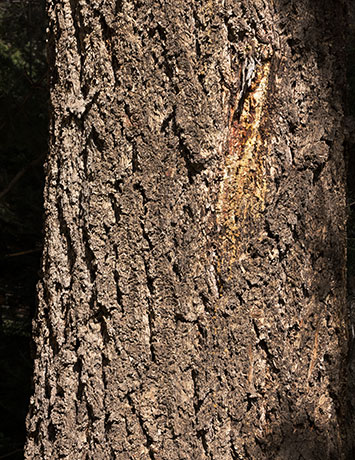Rocky Mountain Douglas-fir Pseudotsuga menziesii var. glauca