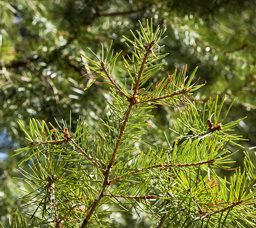 Rocky Mountain Douglas-fir Pseudotsuga menziesii var. glauca