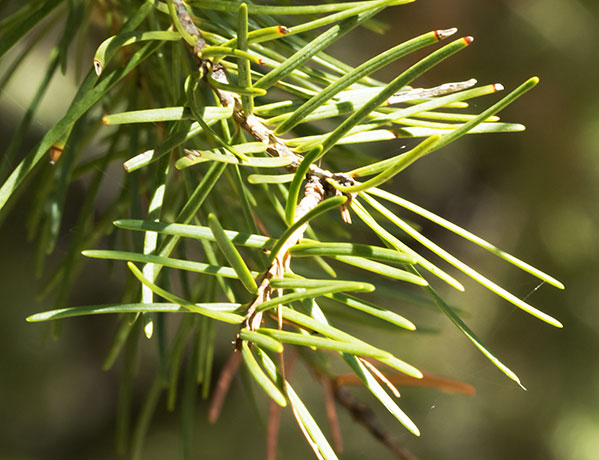 Rocky Mountain Douglas-fir Pseudotsuga menziesii var. glauca