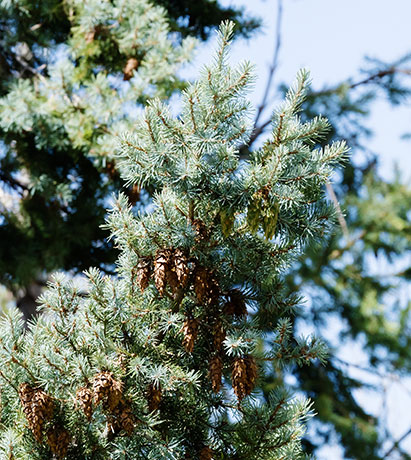 Rocky Mountain Douglas-fir Pseudotsuga menziesii var. glauca