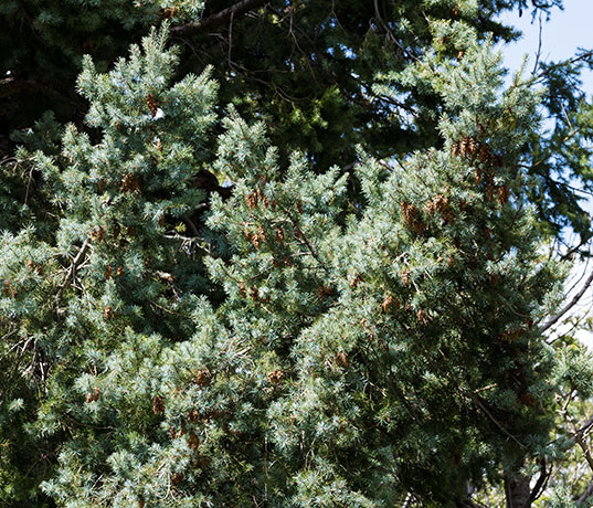Rocky Mountain Douglas-fir Pseudotsuga menziesii var. glauca