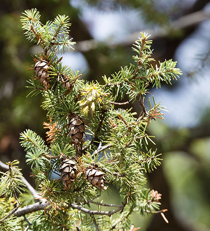 Rocky Mountain Douglas-fir Pseudotsuga menziesii var. glauca