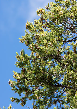 Rocky Mountain Douglas-fir Pseudotsuga menziesii var. glauca