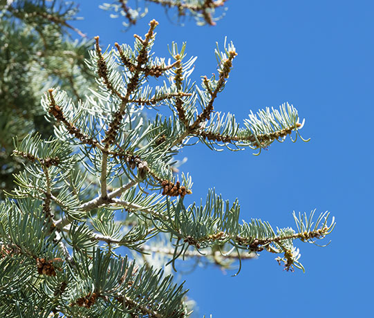 Rocky Mountain Douglas-fir Pseudotsuga menziesii var. glauca