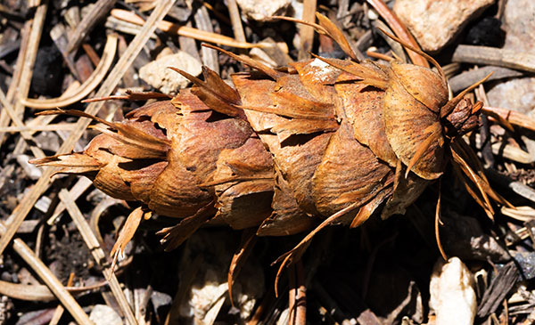 Rocky Mountain Douglas-fir Pseudotsuga menziesii var. glauca