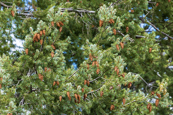 Rocky Mountain Douglas-fir Pseudotsuga menziesii var. glauca