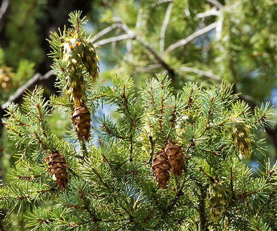 Rocky Mountain Douglas-fir Pseudotsuga menziesii var. glauca