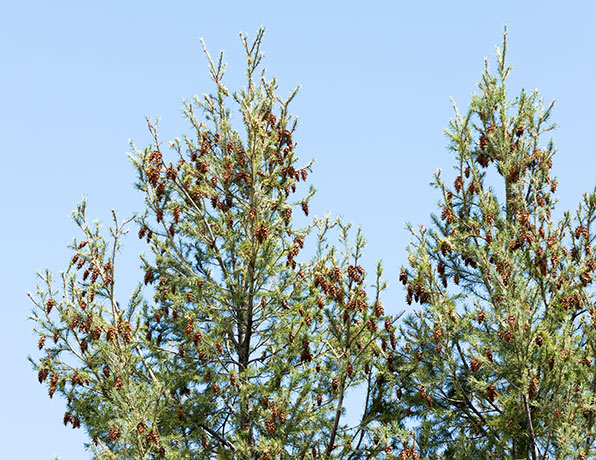 Rocky Mountain Douglas-fir Pseudotsuga menziesii var. glauca