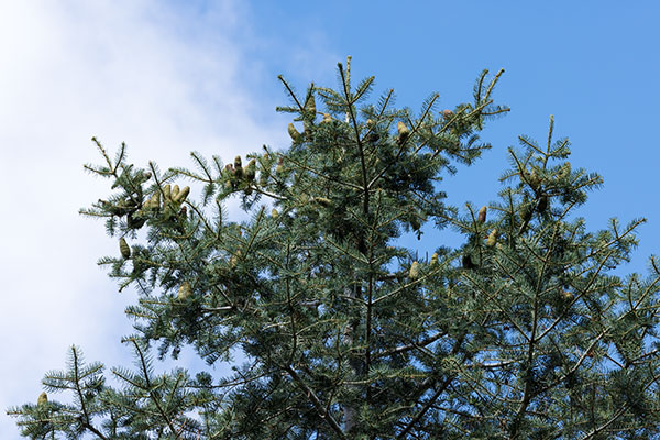 White Fir Abies Concolor