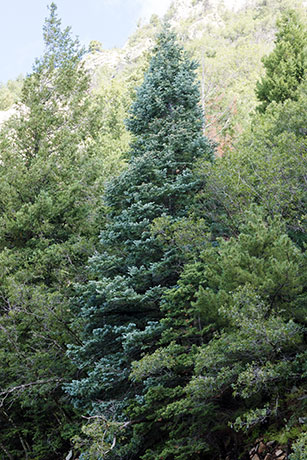 White Fir Abies Concolor