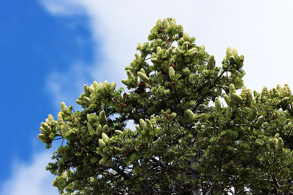 White Fir Abies Concolor