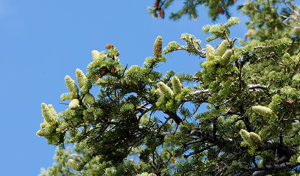 White Fir Abies Concolor
