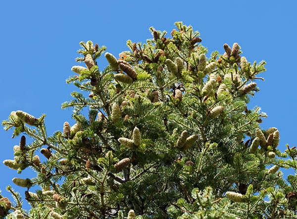 White Fir Abies Concolor