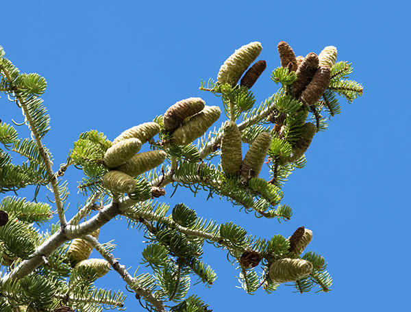 White Fir Abies Concolor