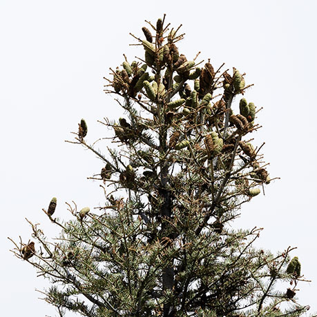 White Fir Abies Concolor