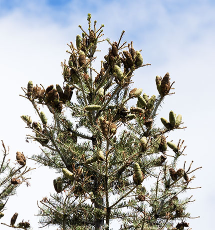 White Fir Abies Concolor