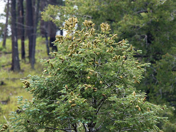 White Fir Abies Concolor