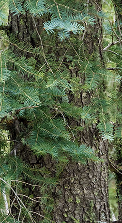 White Fir Abies Concolor
