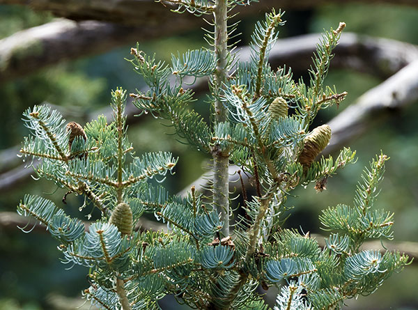 White Fir Abies Concolor