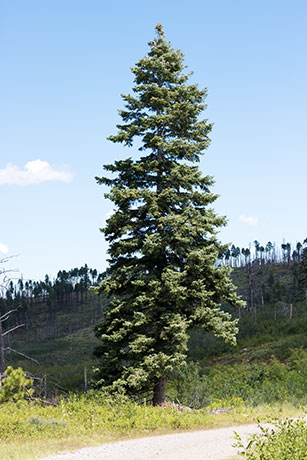 White Fir Abies Concolor