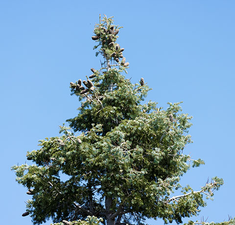 White Fir Abies Concolor