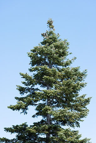 White Fir Abies Concolor