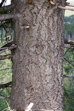 White Fir Abies Concolor